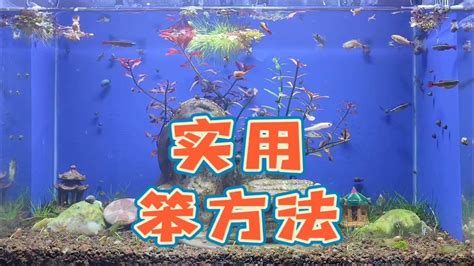 古法養魚|古法生態魚缸開缸總失敗？ 實用笨方法來啦，古法養。